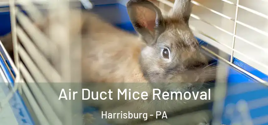 Air Duct Mice Removal Harrisburg - PA